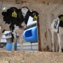 DT Dairy Calves Hutch.JPG