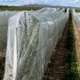 Drape Net product covering plants