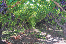 Chilean Grapes file photo