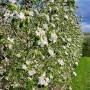 New York state apple orchard blooming