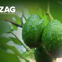 zag-avos.jpg