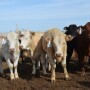 BT_Feedlot_Cattle