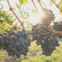 2269C0F8-AC7A-4517-B456A383554D5CF3.jpg