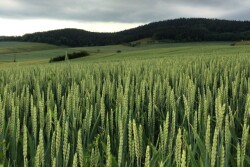 German_Winter_Wheat