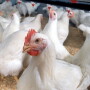 Chicken_Poultry