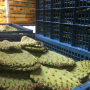 cactus in a reusable plastic container at Hunts Point Produce Market