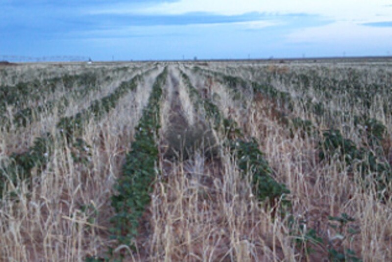 Dry Texas Cotton