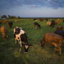 DT_Dairy_Missouri_Grazing