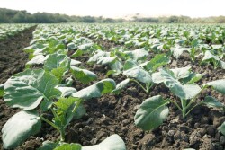 Field of young broccoli plants