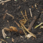Reducing crop residue in the spring enables soils to warm up faster.