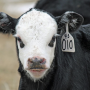 Baldy calf.png