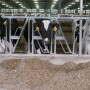 New research suggests producers can select cows for lower methane production. 