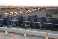 Feedlot HP1.JPG