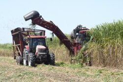 in this undated photo, a sugarcane harvester pushes through the crop in St. Martin Parish, Louisiana. While this crop is headed to a raw sugar factory, much of the Brazilian sugarcane crop heads to an ethanol plant. But the country is starting to embrace corn based ethanol.
