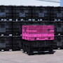 Pink Seedbox.jpg