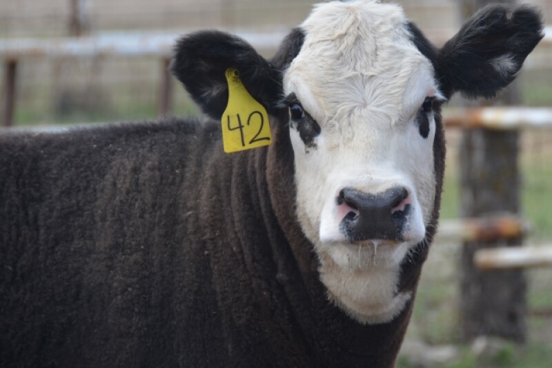 BT_Yearling_Calf