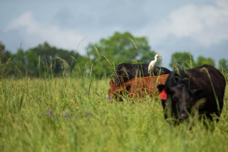 cattle-grazing-with-egret.jpg