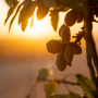 Almonds on a tree with sunrise in the background