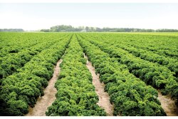 A kale field thrives at Baker Farms, Norman Park, Ga.