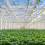 Gotham Greens greenhouse