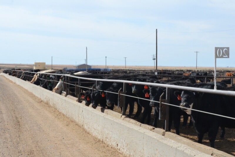 BT_Feedlot_Cattle