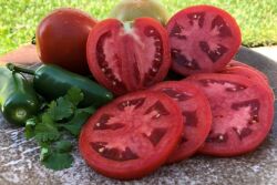 ‘Fla.8982’ Hybrid tomato