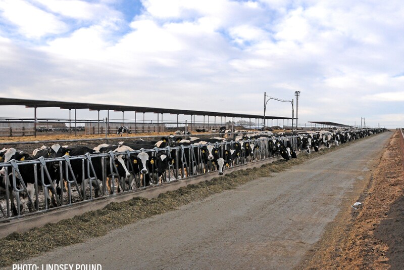 dairy cows -Lindsey Pound
