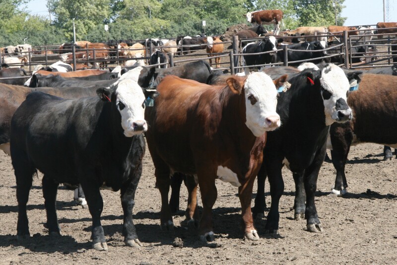 Packer profits surged on higher beef cutout values.