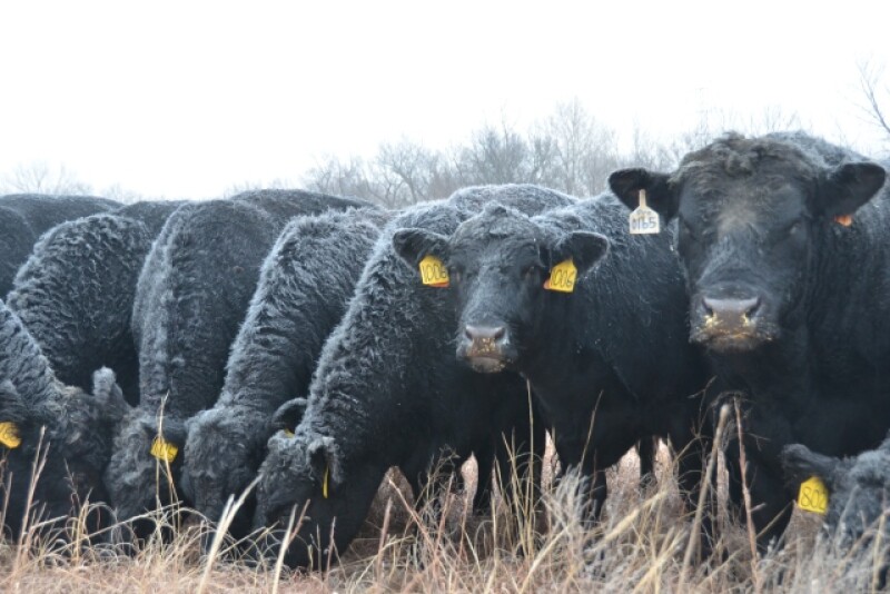 BT_Winter_Feeding_Cows_Bull