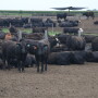 Cattle feeders saw average losses exceed triple digits last week.