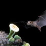 lesser_long-nosed_bat