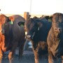 BT_Feedlot_Cattle