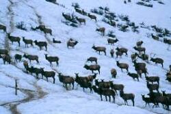 Elk winter feedgrounds could increase the risk of disease, such as brucellosis that can spread to cattle, due to the concentration of animals and unnaturally large elk populations. 