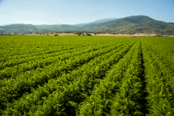 Fruits and vegetables in Kern County are going strong so far this year.