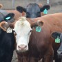 Feedyard