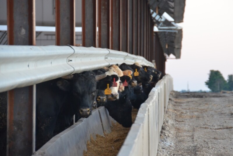 BT_Hoop_Building_Feeder_Cattle