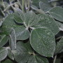 Soybeans