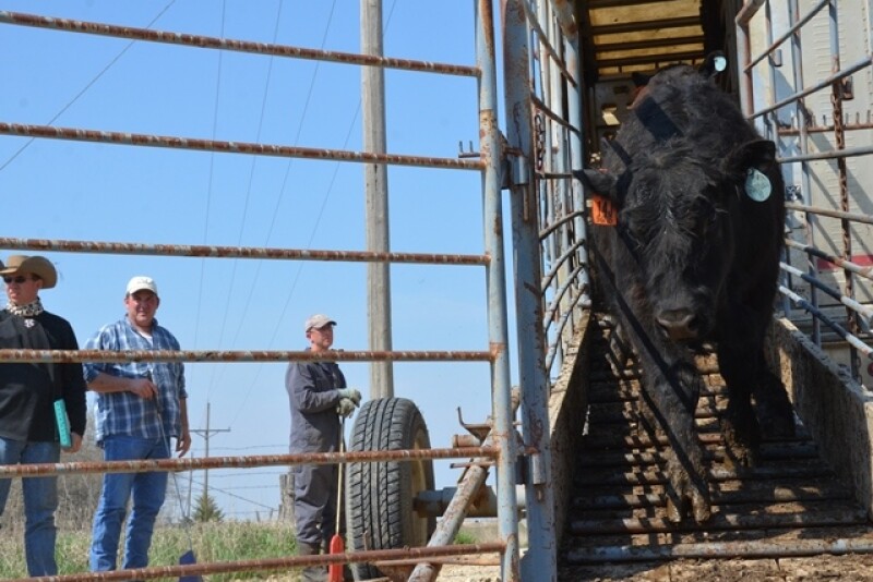 BT_Stocker_Cattle_Semi_Unload