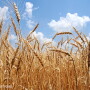 Wheat harvest - Lindsey Pound