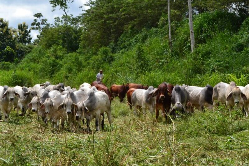 Brahman_Cattle_Ecuador_South_America