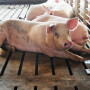Cash-traded feeder pig reported volume was below average this past week, with 8,943 head reported. Cash feeder pig reported prices were $36.58, up $1.90 per head from last week.