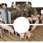 Camera of pigs