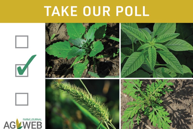 What weed to you love to hate the most?
