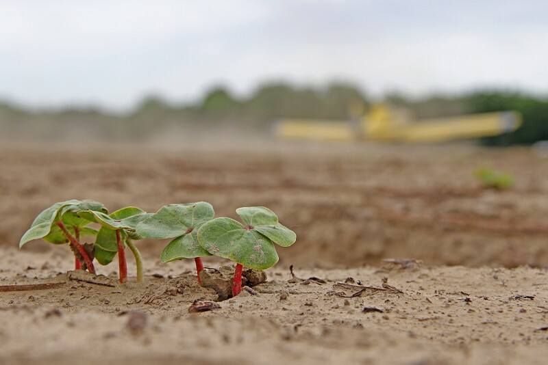 Producers will plant more cotton acres in response to market demand.