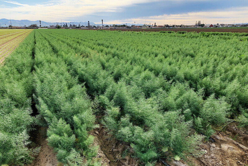 Fennel field