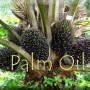 palm oil