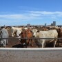 BT_Feedlot_Cattle