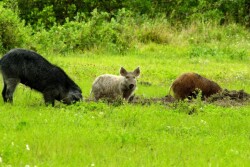The ultimate omnivores and survivalists, wild pigs consume at least 300 different food types.