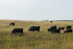 NDSU-10-cows-grazing.jpg