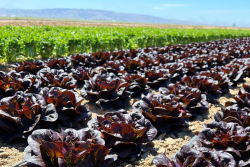 Red and green Baby Butter Cakes lettuces in field, Babé Farms Inc.